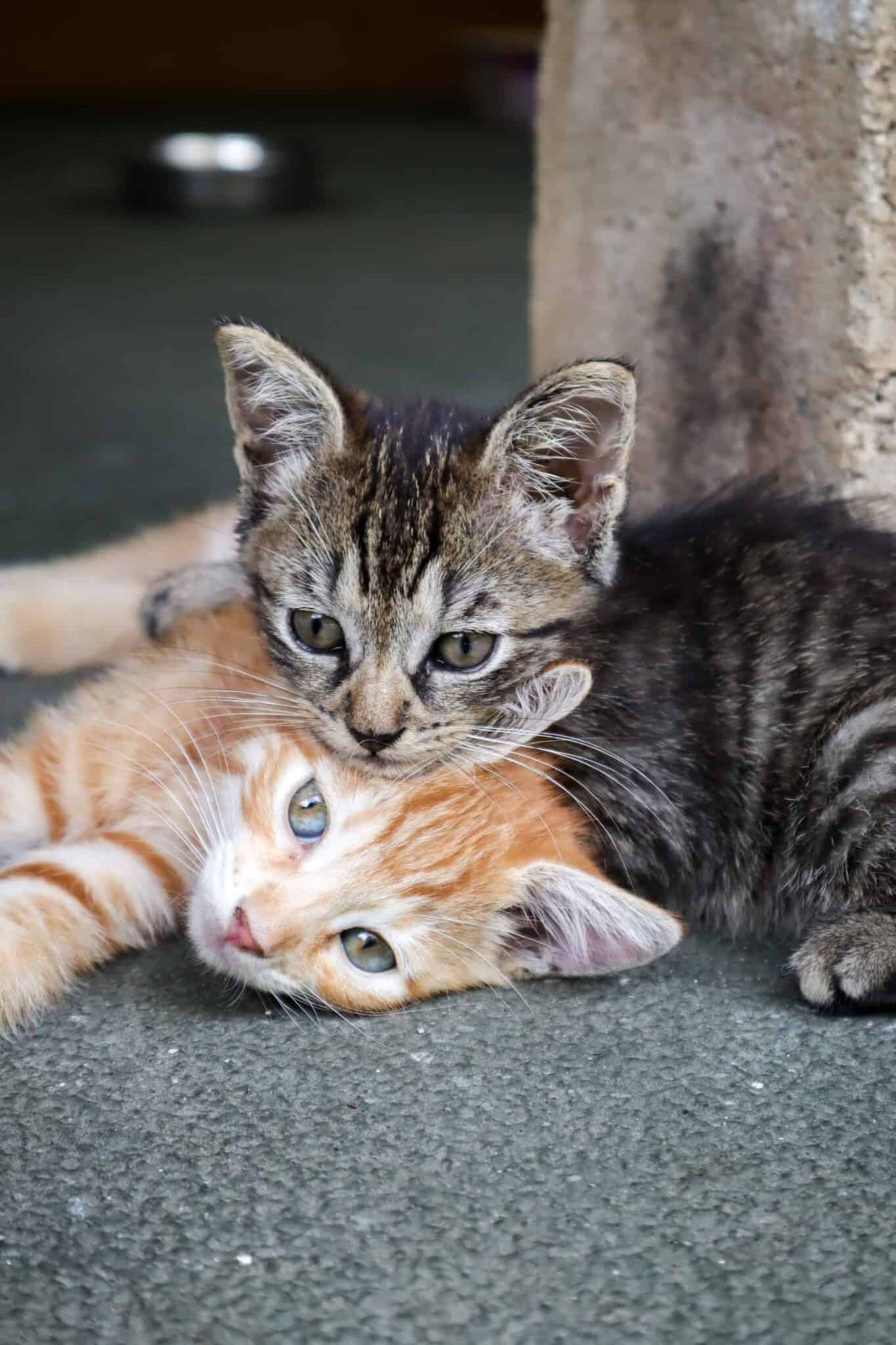 5 Pros And Cons Of Getting Two Kittens [ Will You Regret It?] - Cats ...