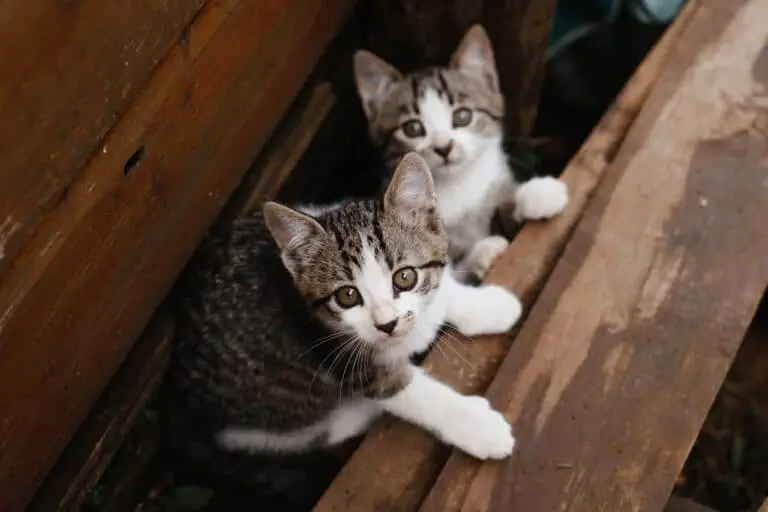 5 Pros And Cons Of Getting Two Kittens [ Will You Regret It?]