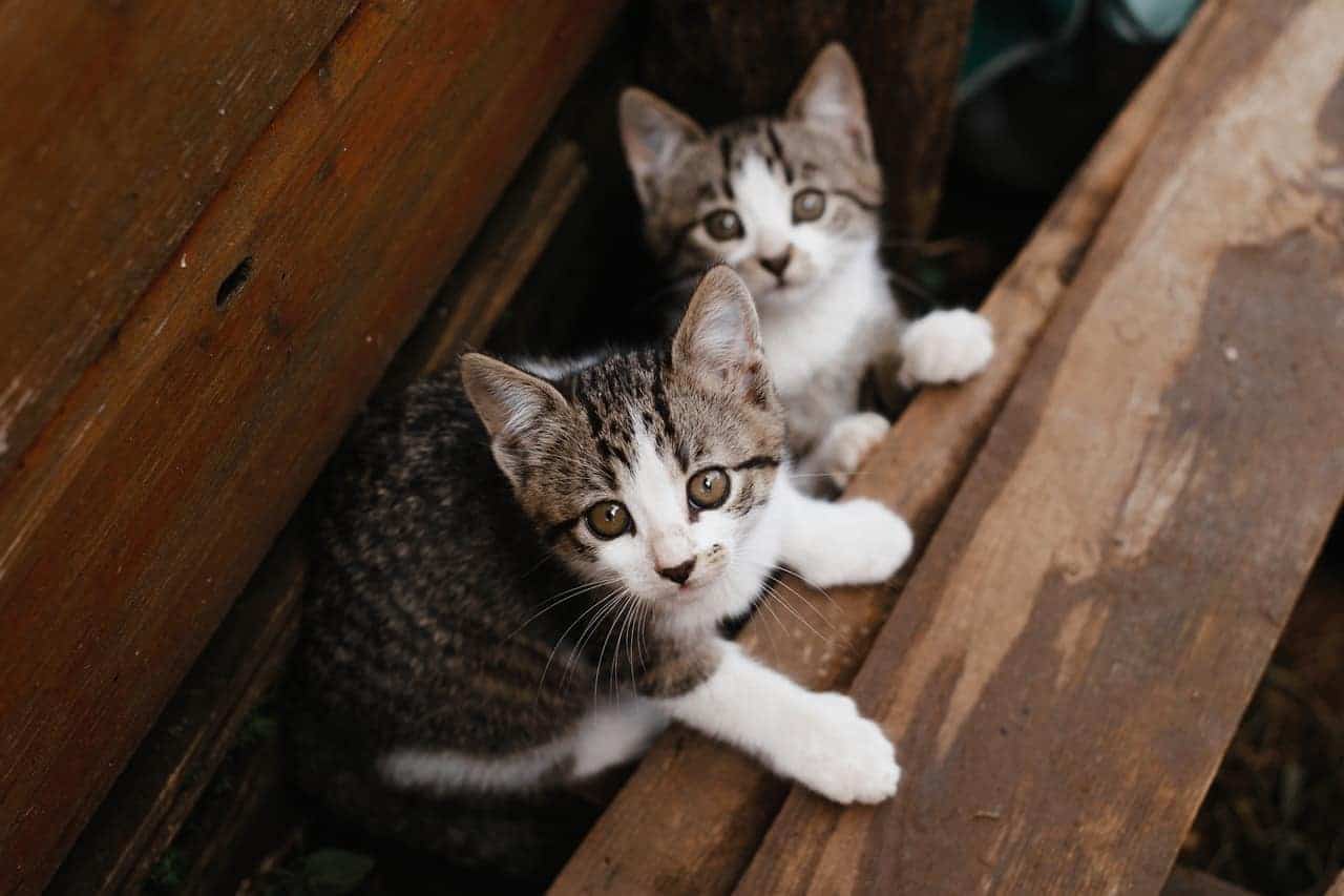 Will Two Kittens Bond With Me