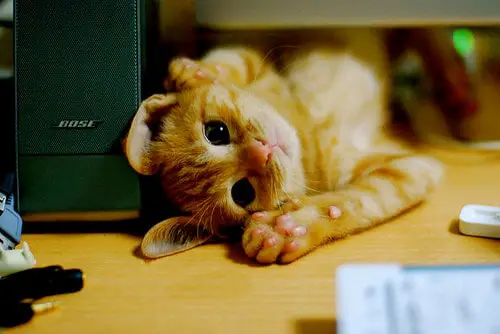 orange tabby kitty
