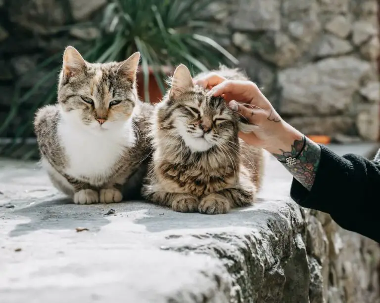 Male VS Female Cats – Is One Gender More Affectionate?