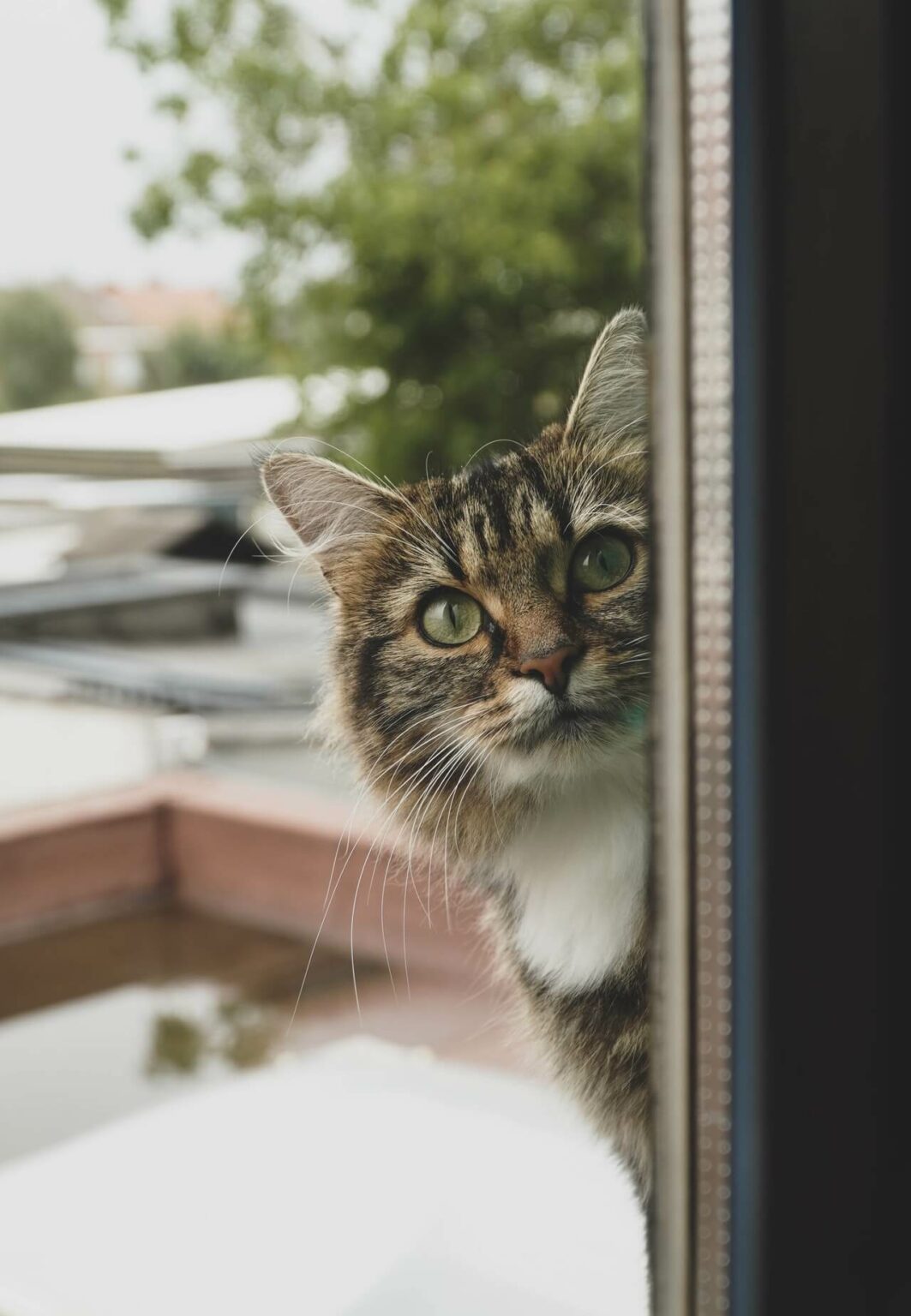 What Cat Should I Get? Find The Best Cat For You Cats And Kittens World