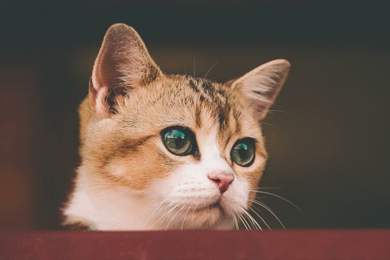 Should My Kitten Sleep In A Crate? Don't Miss Out Reason 3! Cats And Kittens World
