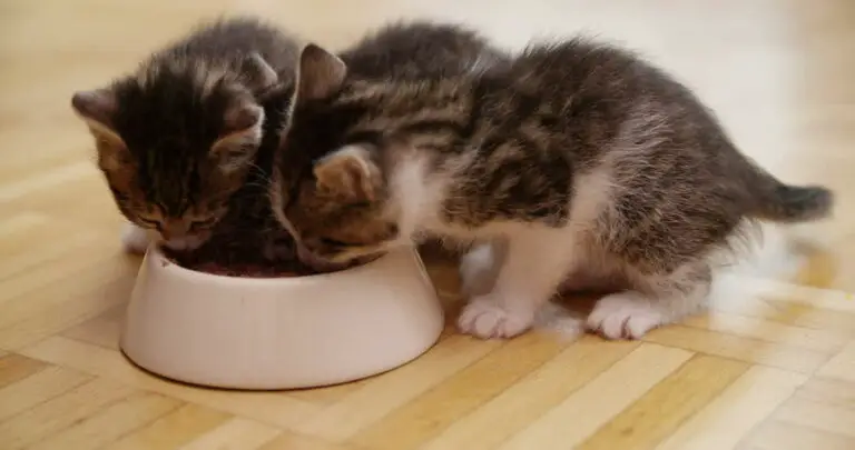 What Do Cats Like To Eat For Breakfast? [11+ Tasty Ideas]