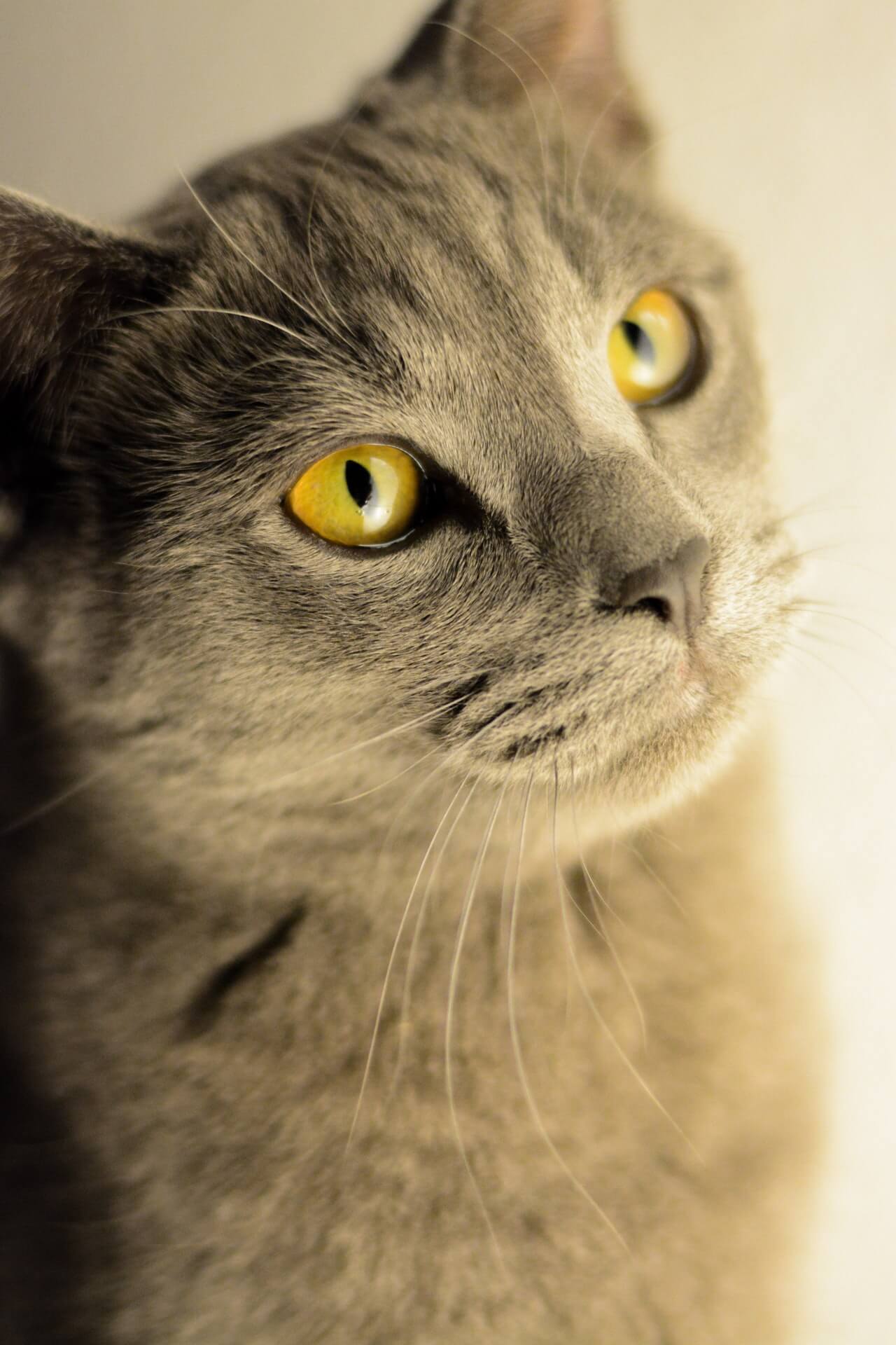 What Cat Should I Get? Find The Best Cat For You Cats And Kittens World