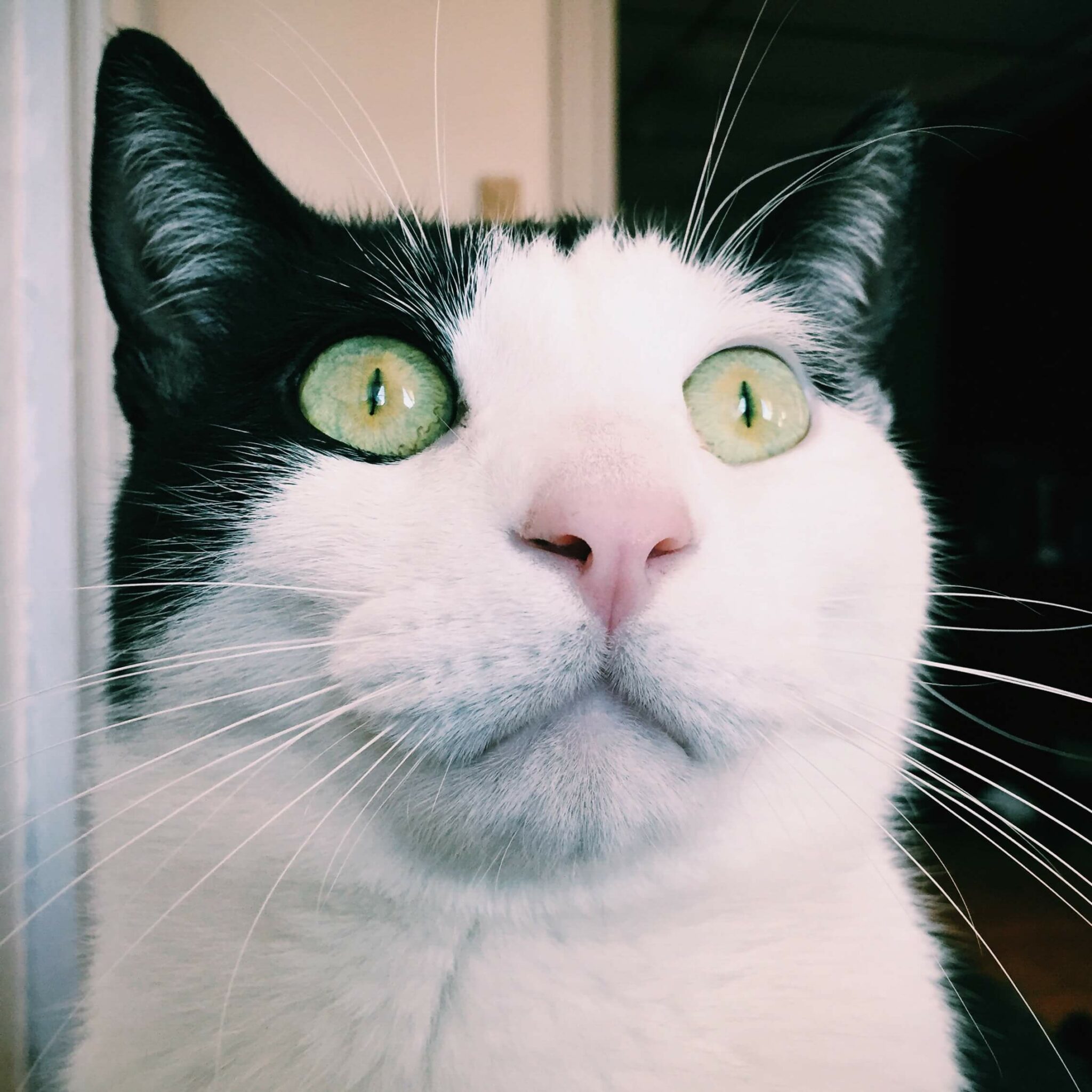 Male VS Female Cats Is One Gender More Affectionate? Cats And