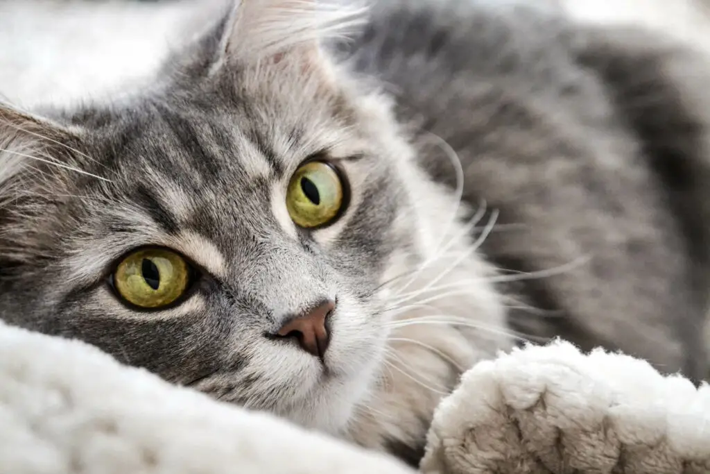 Cat Care 101: How To Take Care Of A Cat For Beginners - Cats And ...