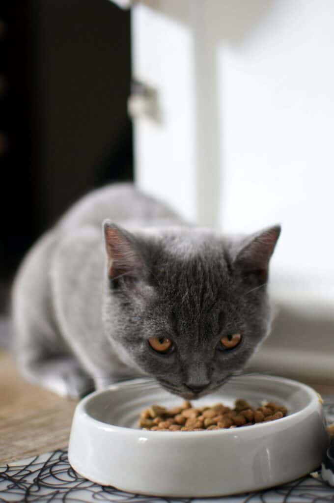 feeding two cats