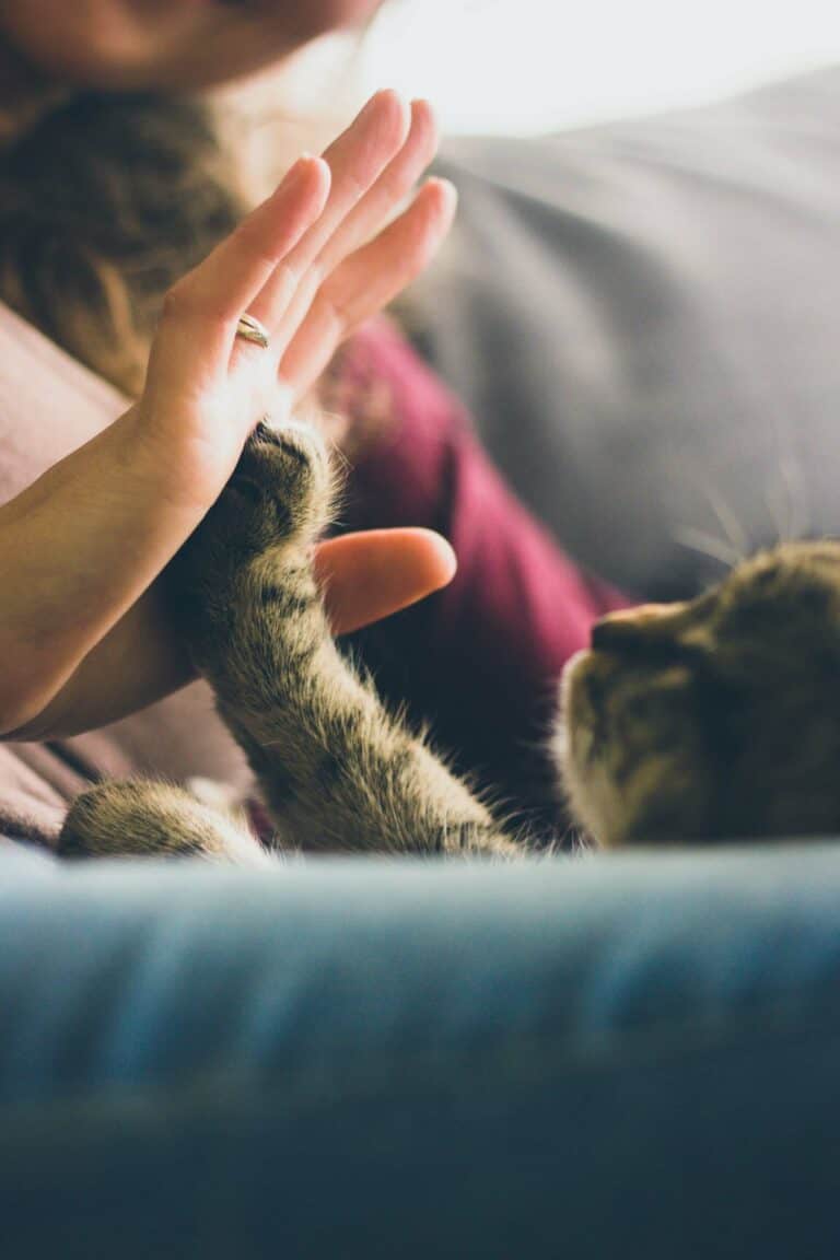 How To Raise A Kitten To Be Cuddly? 8 Love Bonding Tips Cats And