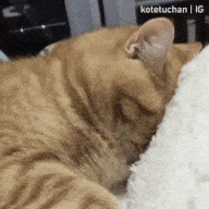 sleeping cat positions
