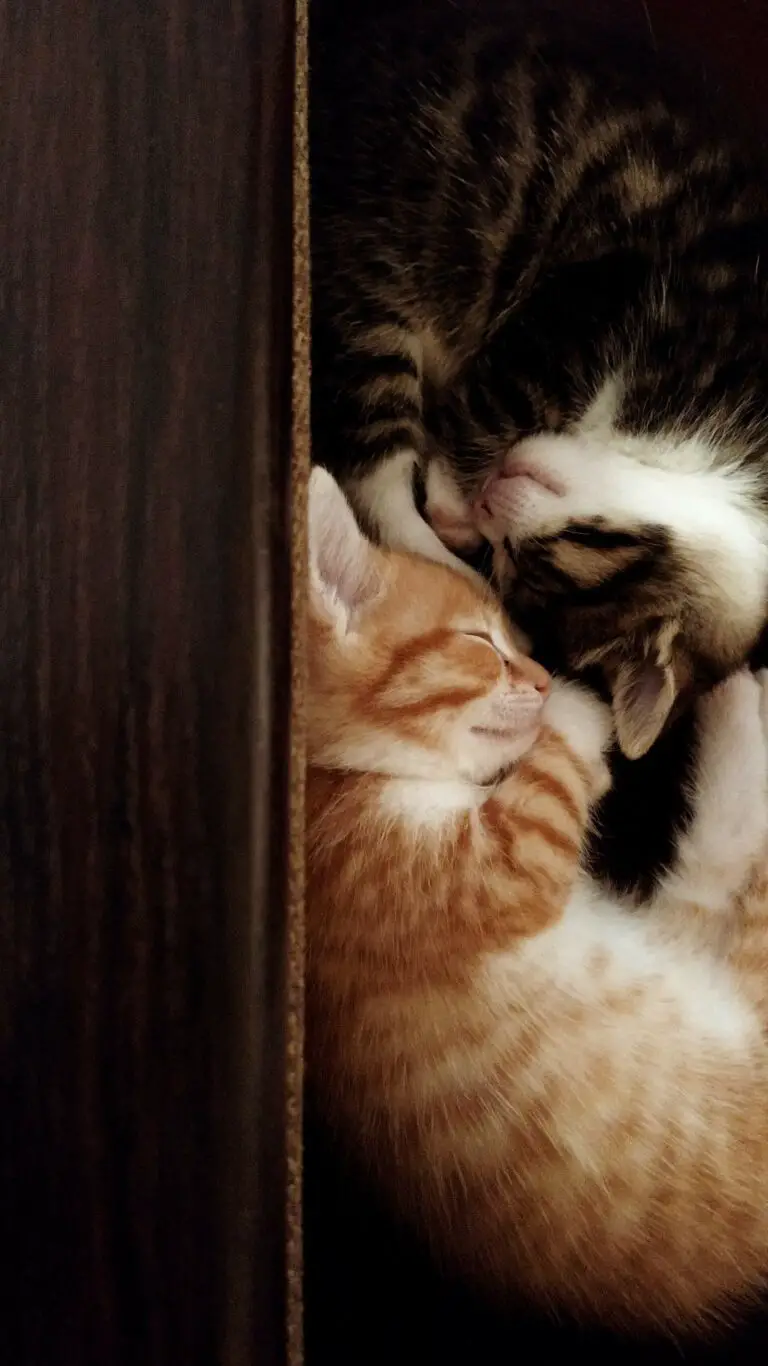 How To Bond With Two Kittens At The Same Time? 10 TIPS