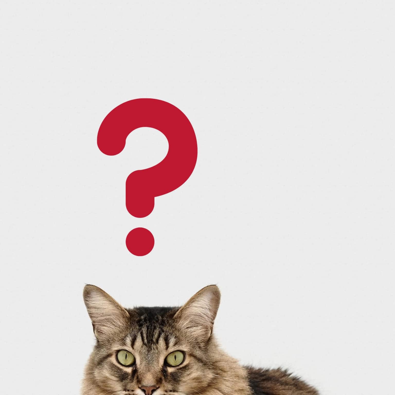 Can Kittens Play After Eating? Stop Or Play [3 Key Points To Stop Worrying]