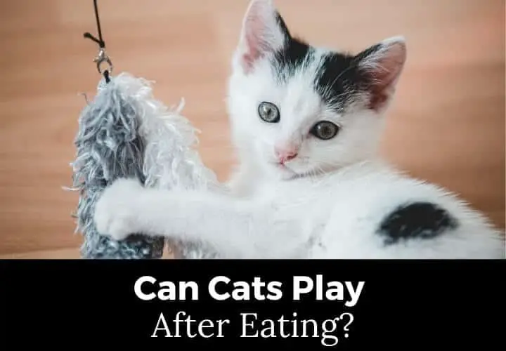 Can Cats Play After Eating