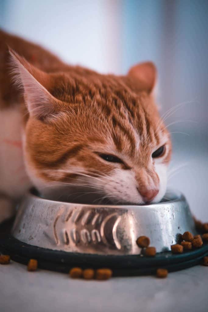 How Long Should A Cat Rest After Eating