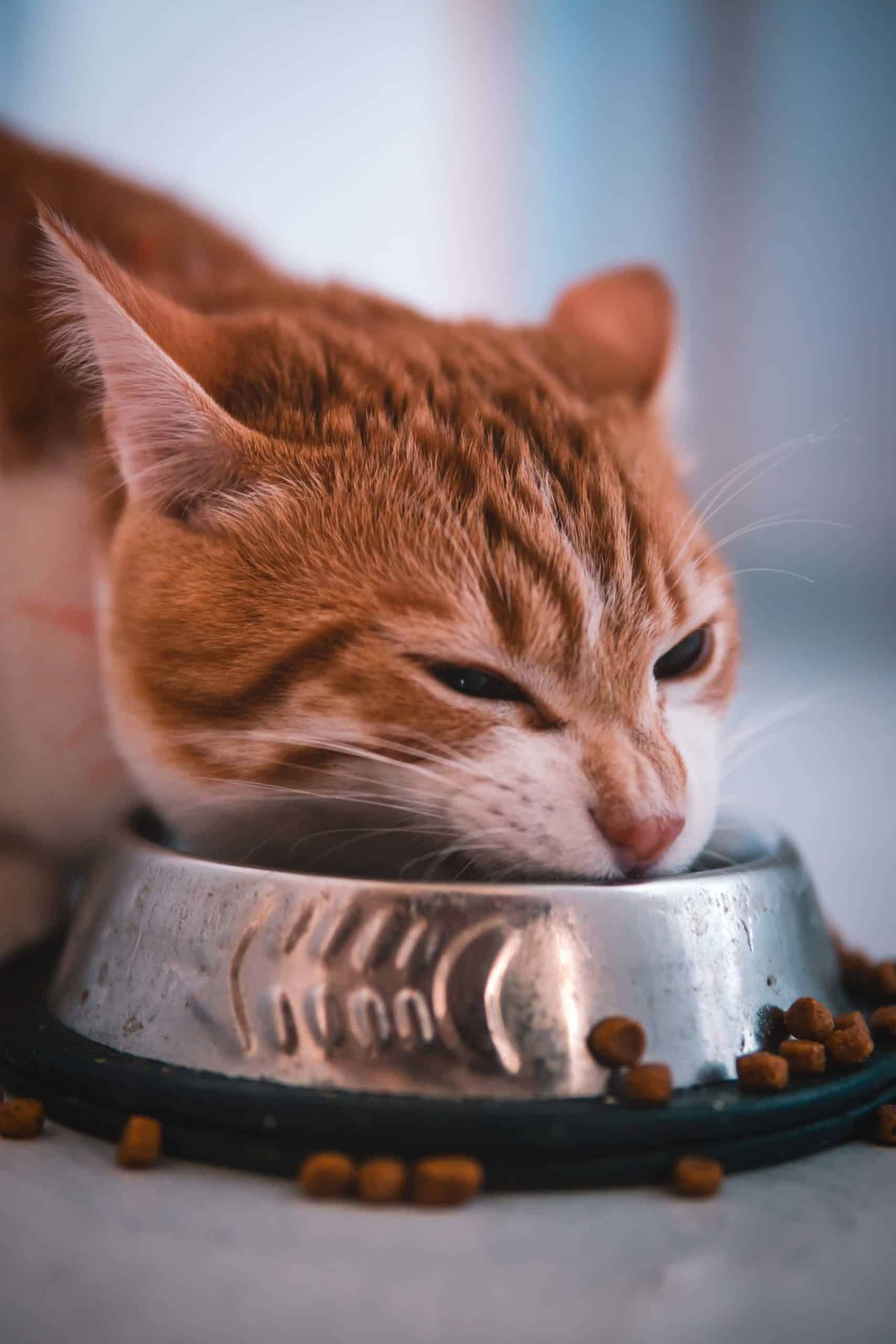 Can Kittens Play After Eating? Stop Or Play [3 Key Points To Stop Worrying]