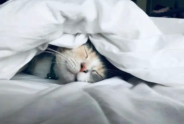 where should kitten sleep (1)