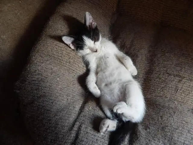 where should kitten sleep (2)