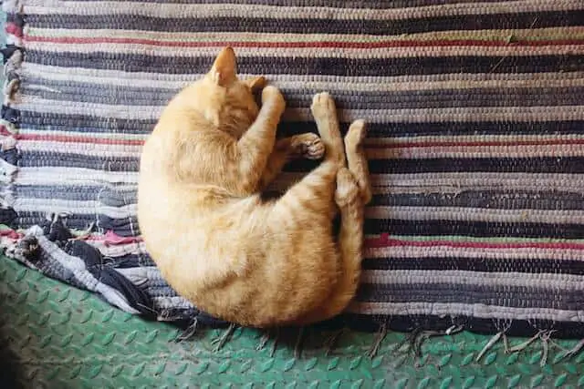 where should kitten sleep (3)