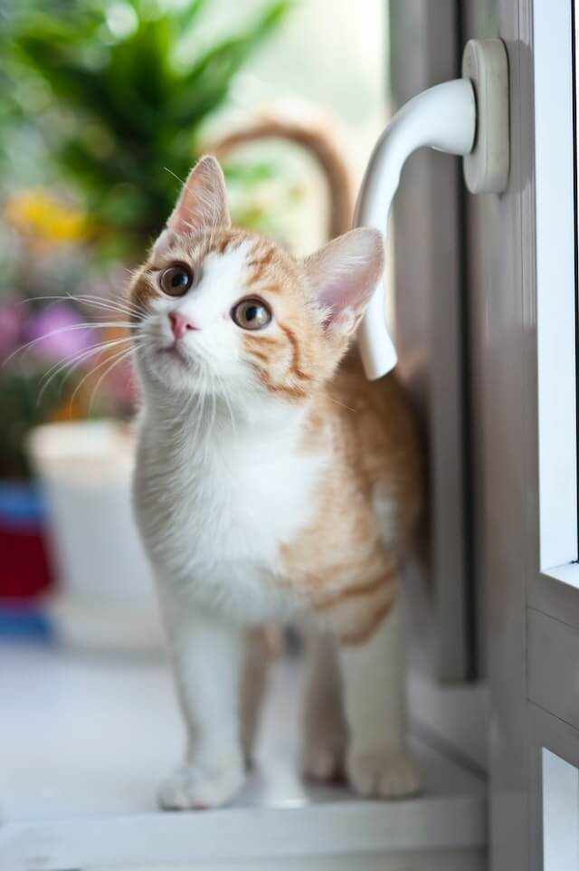 What to prepare before getting a kitten